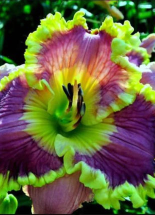 Daylily Hybrid Flowers Seed