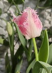 pink / 100 Seeds