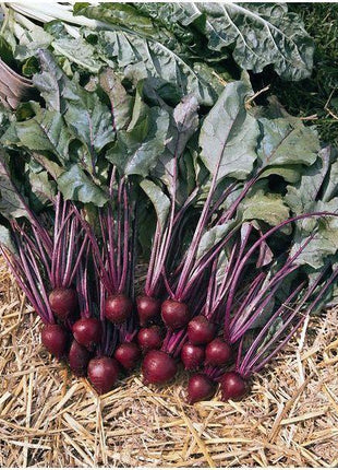 Beet Eagle F1