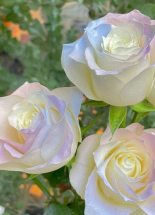 Rare Bag Blue Pink Rose Seeds Scented  Plants  Flowers