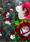 Red White#1+#2*2 / 100 Seeds（ 🌟 Special Offer: 50% Off! 🌟 ）