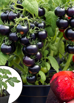 Dwarf Tomatos Seeds