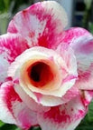 Pink White