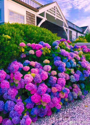 Hydrangea Seed: Unlock Nature's Beauty