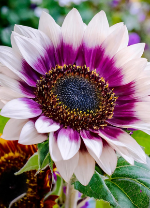 🌺Last Day Sale--60% Off💐 Sunflower Seeds🌻Sunshine