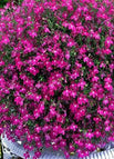 Rose Red / 100 Seeds