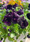 Black coin / 100 Seeds