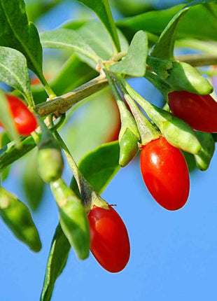 Wolfberry Seeds