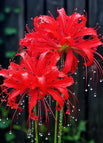5 Bulbs / Red