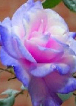Rare Bag Blue Pink Rose Seeds Scented  Plants  Flowers