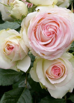 Climbing Rose Seeds