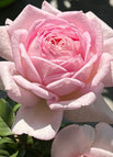 Pink / 20 Seeds