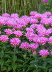 Pink Frosting / 100 Seeds
