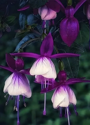 🌺Lantern Flower