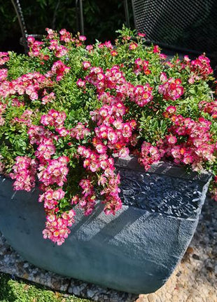 Alpin-Rose
