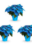100 Seeds / Blue