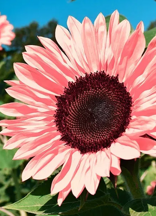 🌺Last Day Sale--60% Off💐 Sunflower Seeds🌻Sunshine