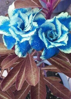 2 Pcs