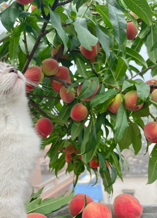 Peach Seeds