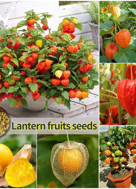 🍒Golden Berry Seeds Lantern Fruit Seeds—Golden Fruit