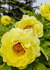 Yellow / 200 Seeds