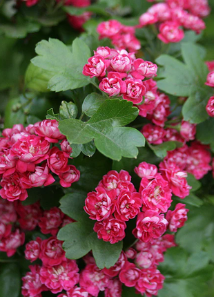 Hawthorn Seeds