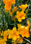 Yellow / 15 Bulbs