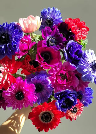 Anemone Seeds