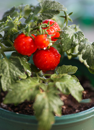 Dwarf Tomatos Seeds