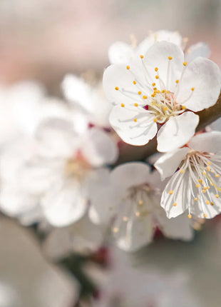 Apricot Seeds