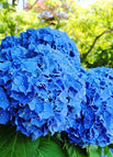 Blue / One-size