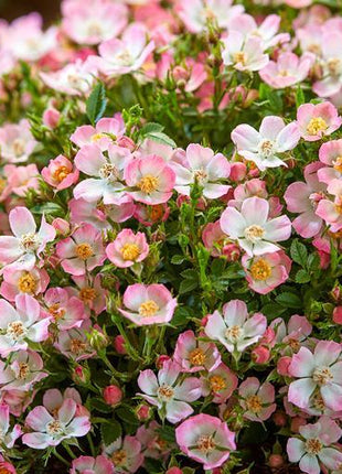 Alpin-Rose
