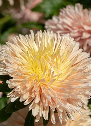King Size Apricot