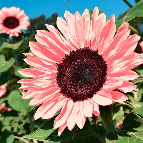 🌻50+ Mixed Color Sunflowers
