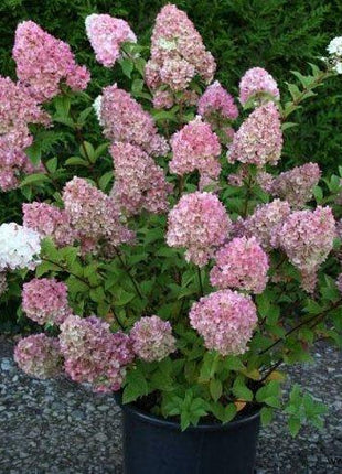50/100Pcs Hydrangea Flowers Seeds Mixed Color Plants Home Garden Flower Seeds