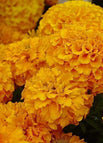 Yellow / 20 Seeds