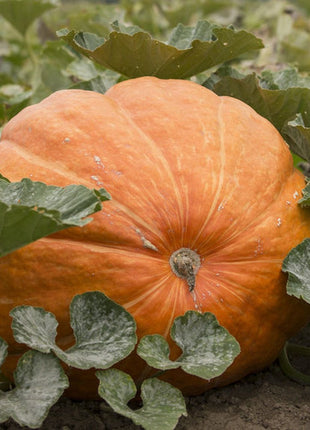 Giant Pumpkin Seeds