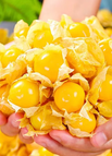 Yellow / 200 Seeds