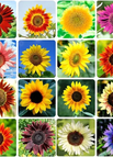 💐Mix colors / 150 Seeds