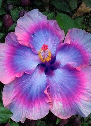 Mixed Giant Ombre Hibiscus Exotic Coral Flowers Seeds