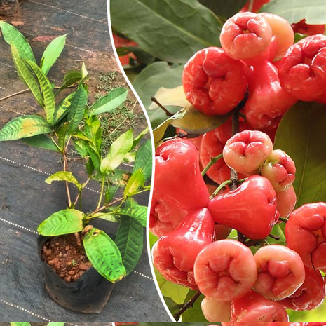 Wax-apple Fruit Seeds🍹
