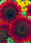Red / 💐200Seeds