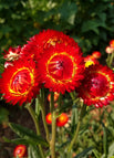 Red / 1000 Seeds