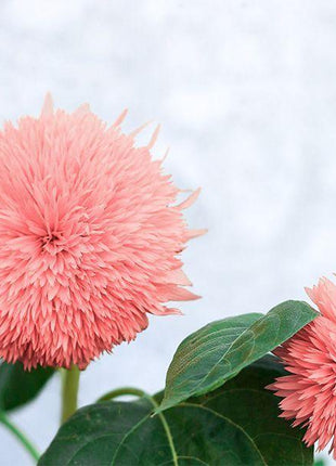 Pink Pooh Sunflower