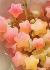 100 Seeds / Pink