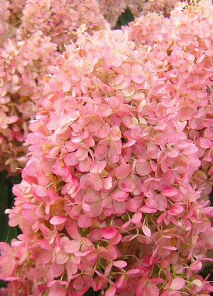 Strawberry Hydrangea Flowers Seeds Mixed Color Plants Home Garden Flower Seeds