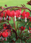 100 Seeds / Red