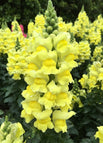 100 Seeds / Yellow