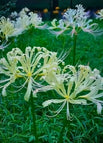 5 Bulbs / Green