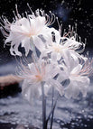 5 Bulbs / White